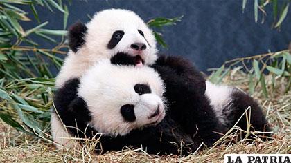 Según el organismo internacional, el panda es ahora una especie 