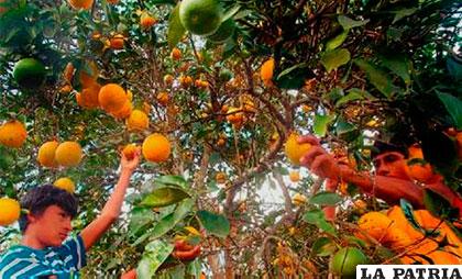 Decisión de PIL impediría a los productores vender 7 millones de naranjas anuales /hoybolivia.com