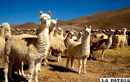 Oruro es uno de los mayores productores de camélidos