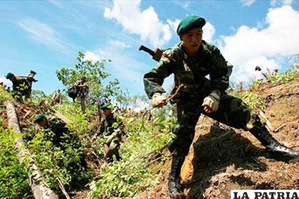 Militares trabajan en la erradicación de cultivos ilegales de coca /juventudrebelde.cu