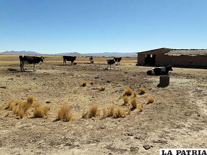 Una encuesta local podrá brindar información de las unidades de producción en el departamento