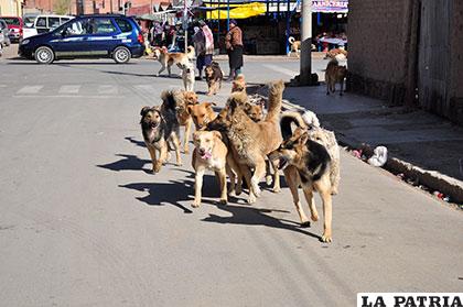 Los canes callejeros han tomado las calles de Oruro y no hay soluciones reales