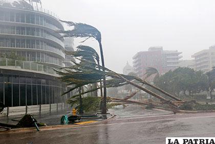 Las palmeras esparcidas por la carretera a consecuencia  del huracán Irma en Miami Beach, Florida