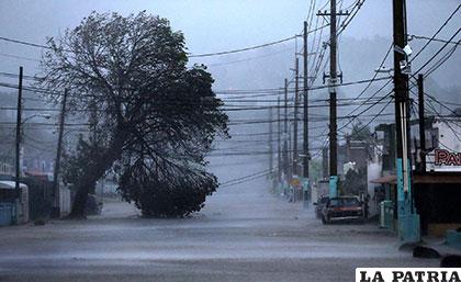 La naturaleza también afectada por la fuerza del huracán /Jose Jimenez/Getty Images