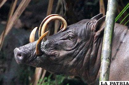 El babirusa con sus impresionantes colmillos