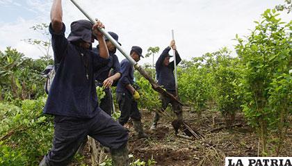 Erradicación de coca en Colombia