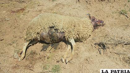 Uno de los ovinos que murió en el ataque canino