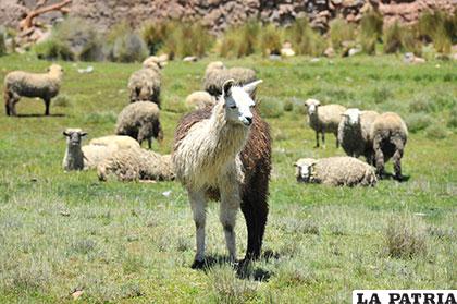 La campaña de vacunación contempla al ganado camélido, ovino y bovino /Archivo