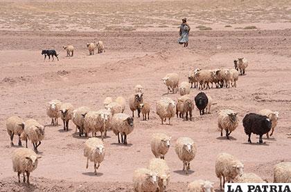 La producción ovina es uno de los potenciales del departamento