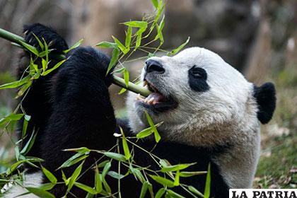 Actualmente, 18 de los 30 grupos de pandas que viven en libertad en el Suroeste de China, están compuestos por menos de 10 osos