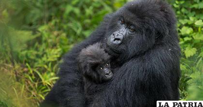 El gorila de montaña, una especie en peligro de extinción / The Objetive