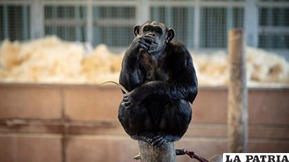 Uno de los tres chimpancés que fue torturado por una farmacéutica alemana / Minuto30.com 