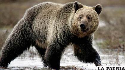 Grupos animalistas se pronunciaron defendiendo al oso / INFOBAE.COM