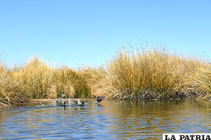 Lago Uru Uru alberga gran cantidad de la planta acuática /LA PATRIA