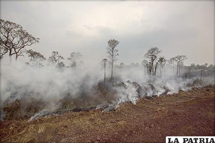 Bosque arrasado por el fuego /APG