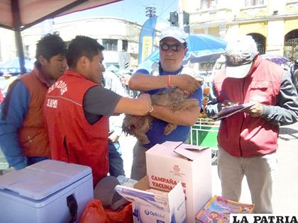 CEMZOOR instaló un puesto de vacunación en la Plaza 10 de Febrero /GAMO