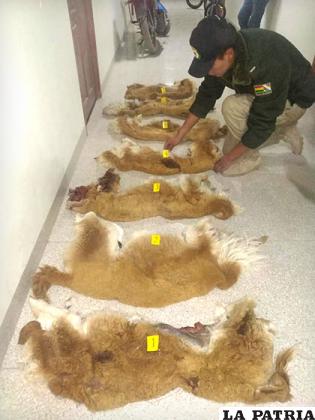 La fibra de vicuña que se llevaban los cazadores /LA PATRIA