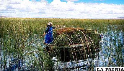 En el lago Uru uru de Oruro existe Totora en abundancia /img.gestion.pe