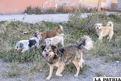 Perros callejeros, un peligro constante para la población /LA PATRIA