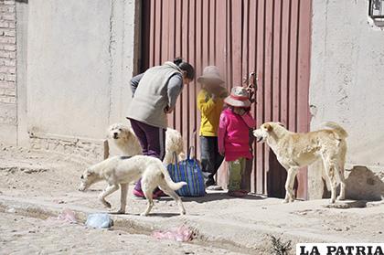 Perros que estén en la calle, aunque tengan dueños, serán recogidos /LA PATRIA /ARCHIVO