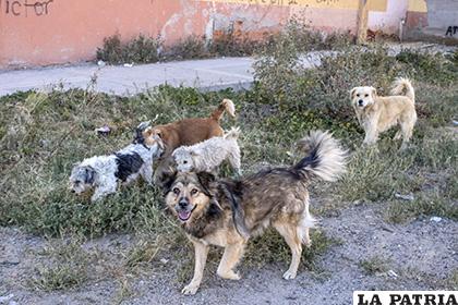 Autoridades del Cemzoor quieren reducir la cantidad de perros que existen en las calles /LA PATRIA /ARCHIVO