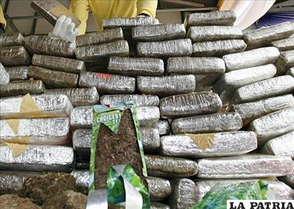 875 kilogramos de marihuana distribuidos en 18 campamentos clandestinos /Listin Diario