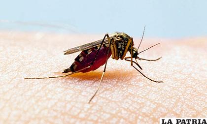 Son ahora cuatro los casos de la enfermedad vírica que transmite el mosquito Aedes aegypti en lo que va de 2019 /PLANO INFORMATIVO