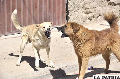 Población está expuesta a ser atacada por canes vagabundos /LA PATRIA /ARCHIVO