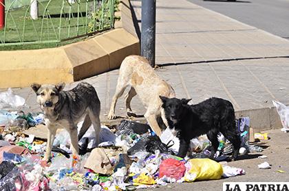 Cada vez se registran más ataques de perros callejeros /LA PATRIA /ARCHIVO