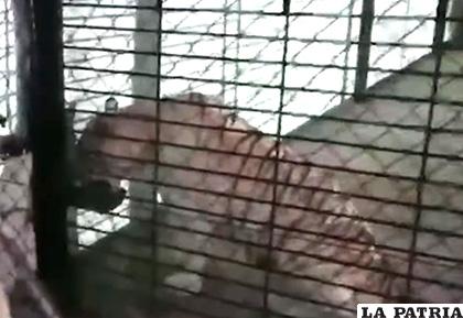 El tigre albino en peligro de extinción era permanentemente encerrado en una jaula /Captura de pantalla