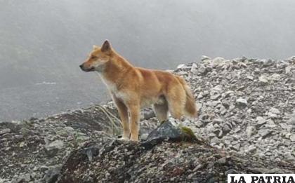 Científicos confirman que existen ejemplares en las montañas