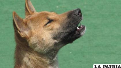 Estos perros generan un sonido agradable para el sistema auditivo de los humanos