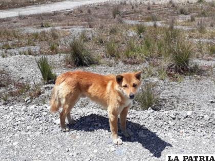 Actualmente hay de 200 a 300 perros cantores en cautiverio