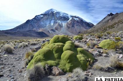 El “Sajama” a la espera de precipitaciones de nevada /curahuaradecarangas.com