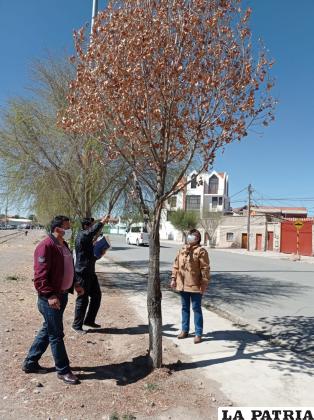 Algunos árboles ya no pueden retoñar