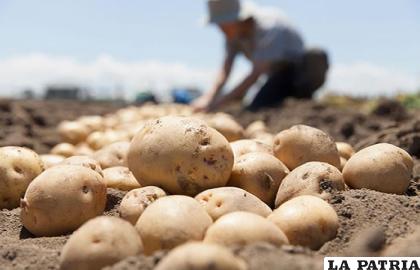 En la gastronomía boliviana la papa es un alimento esencial 