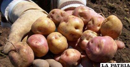 La producción de papa en el altiplano es mayor a la de otros productos