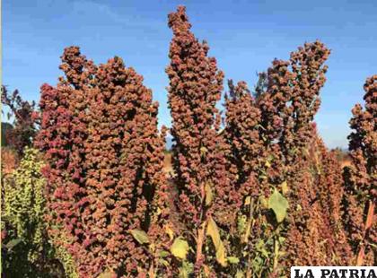 La quinua es otro producto nutritivo de gran valor que se cultiva en el altiplano