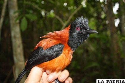 El pitohui lleva el veneno en las alas /MUY INTERESANTE