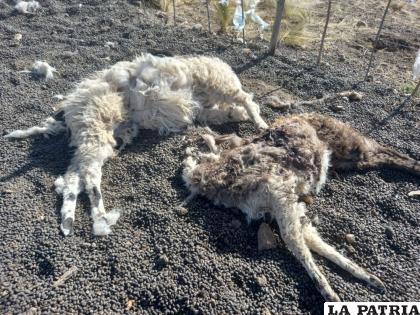 Las llamas fueron atacadas por un animal salvaje /GAMA