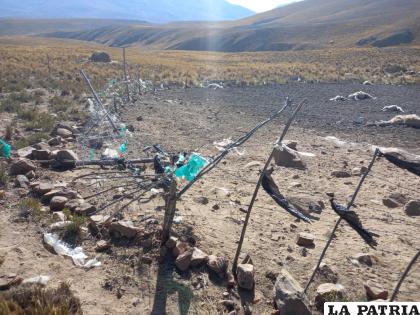 El ganado estaba en un corral /GAMA