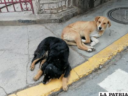 Garantizan la vacunación antirrábica para septiembre /LA PATRIA