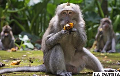 Varios macacos comen plátanos en el Bosque de Monos de Sangeh (AP Foto/ Firdia Lisnawati)