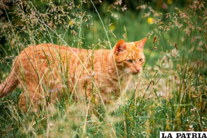 Los gatos se han convertido en un problema en Australia /GETTY IMAGES