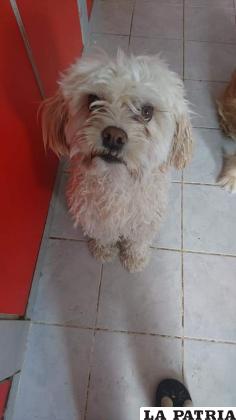 Osito vivía en las calles, presumiblemente fue abandonado /LA PATRIA
