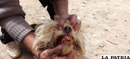 La dentadura de la mascota estaba pigmentada de un amarillo muy fuerte /LA PATRIA