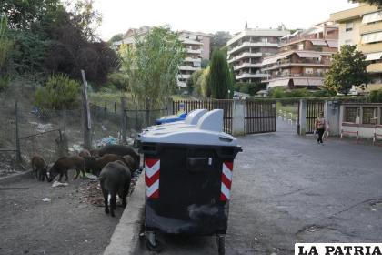 Jabalíes comen basura junto a contenedores en Roma /AP Foto /Gregorio Borgia