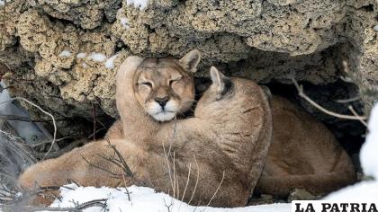 La caza de este animal es común en esa región de Argentina /Infobae