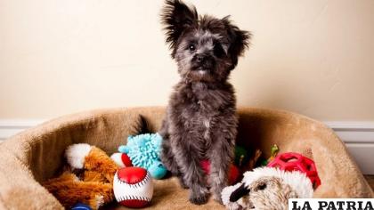 Como los perros son criaturas de rutina tienden a desarrollar rituales apenas diferentes a la hora de dormirse /Getty Images