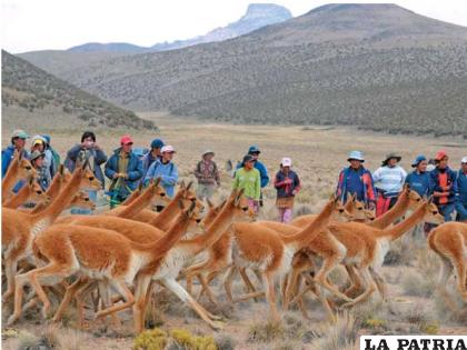 Reserva Natural de Vicuñas de Huancaroma /infoalpacas.coma